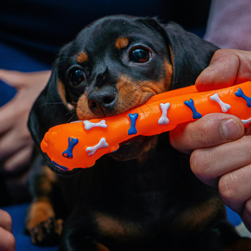 Toys & Enrichment